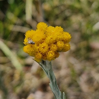 Chrysocephalum semipapposum (Clustered Everlasting) at Yarra, NSW - 14 Nov 2024 by trevorpreston