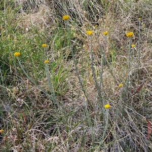 Chrysocephalum semipapposum at Yarra, NSW - 14 Nov 2024