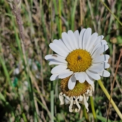 Leucanthemum vulgare (Ox-eye Daisy) at Collector, NSW - 14 Nov 2024 by trevorpreston