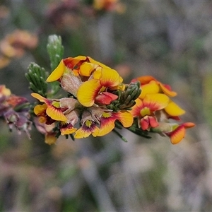 Dillwynia sericea at Yarra, NSW - 14 Nov 2024 04:05 PM