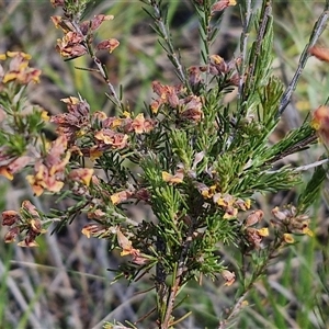 Dillwynia sericea at Yarra, NSW - 14 Nov 2024 04:05 PM