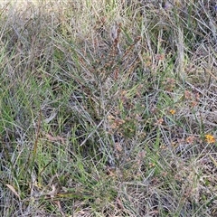 Dillwynia sericea at Yarra, NSW - 14 Nov 2024 04:05 PM