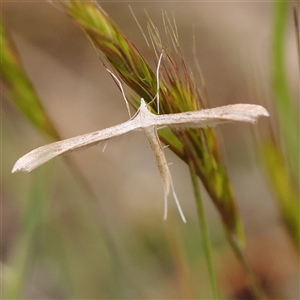 Platyptilia celidotus at Gundaroo, NSW - 11 Nov 2024