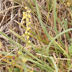 Lomandra filiformis subsp. coriacea (Wattle Matrush) at Gundaroo, NSW - 10 Nov 2024 by ConBoekel