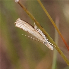 Culladia cuneiferellus (Crambinae moth) at Gundaroo, NSW - 11 Nov 2024 by ConBoekel