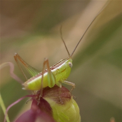 Conocephalus semivittatus (Meadow katydid) at Gundaroo, NSW - 10 Nov 2024 by ConBoekel