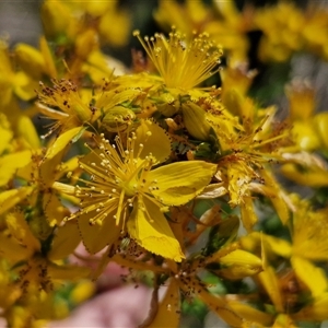 Hypericum perforatum at Yarra, NSW - 14 Nov 2024 04:03 PM