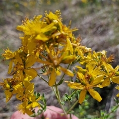 Hypericum perforatum at Yarra, NSW - 14 Nov 2024 04:03 PM