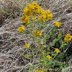 Hypericum perforatum at Yarra, NSW - 14 Nov 2024 04:03 PM