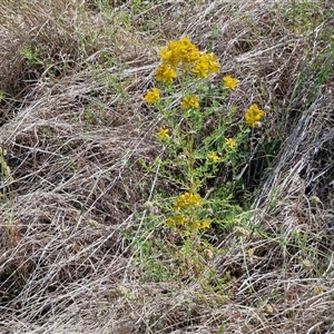 Hypericum perforatum at Yarra, NSW - 14 Nov 2024 04:03 PM