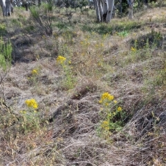 Hypericum perforatum at Yarra, NSW - 14 Nov 2024 04:03 PM