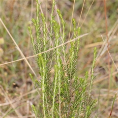 Cassinia sifton (Sifton Bush, Chinese Shrub) at Gundaroo, NSW - 11 Nov 2024 by ConBoekel