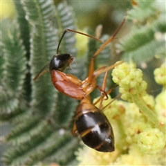 Camponotus consobrinus (Banded sugar ant) at Gundaroo, NSW - 11 Nov 2024 by ConBoekel