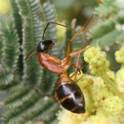 Camponotus consobrinus (Banded sugar ant) at Gundaroo, NSW - 11 Nov 2024 by ConBoekel