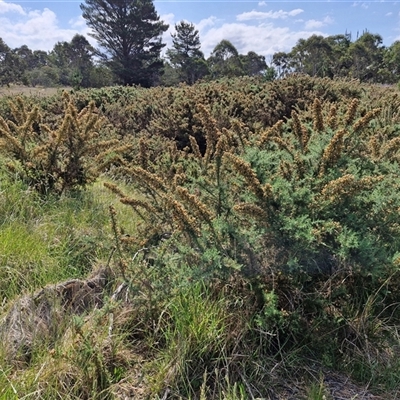 Ulex europaeus (Gorse) at Yarra, NSW - 14 Nov 2024 by trevorpreston