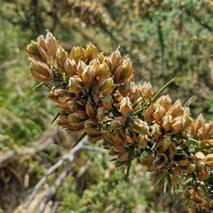 Ulex europaeus at Yarra, NSW - 14 Nov 2024