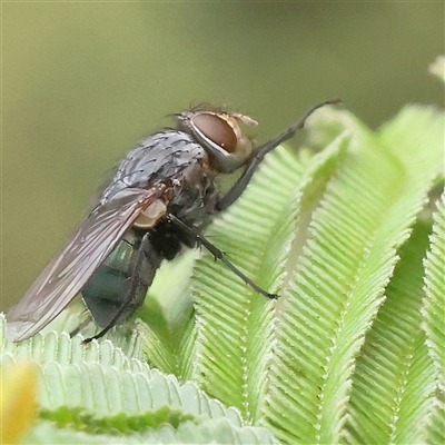 Unidentified Blow fly (Calliphoridae) at Gundaroo, NSW - 10 Nov 2024 by ConBoekel