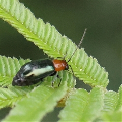 Adoxia benallae (Leaf beetle) at Gundaroo, NSW - 11 Nov 2024 by ConBoekel