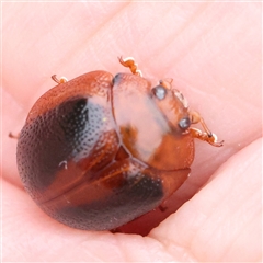 Dicranosterna immaculata (Acacia leaf beetle) at Gundaroo, NSW - 11 Nov 2024 by ConBoekel