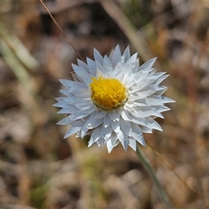 Leucochrysum albicans subsp. tricolor at Yarra, NSW - 14 Nov 2024 03:56 PM