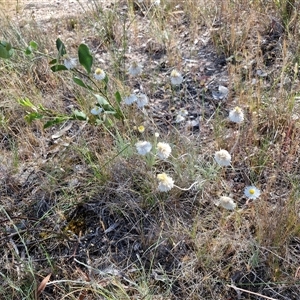 Leucochrysum albicans subsp. tricolor at Yarra, NSW - 14 Nov 2024