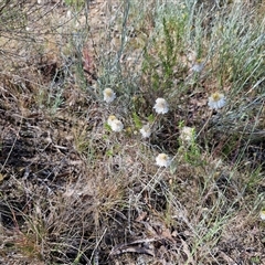 Leucochrysum albicans subsp. tricolor at Yarra, NSW - 14 Nov 2024