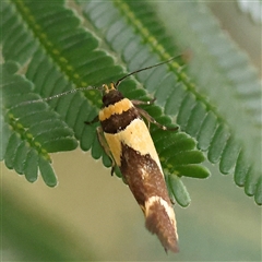 Macrobathra chrysotoxa (A cosmet moth) at Gundaroo, NSW - 11 Nov 2024 by ConBoekel