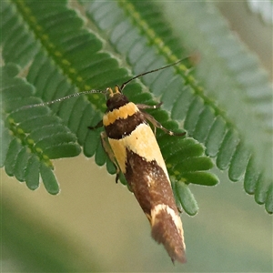 Macrobathra chrysotoxa at Gundaroo, NSW - 11 Nov 2024 09:01 AM