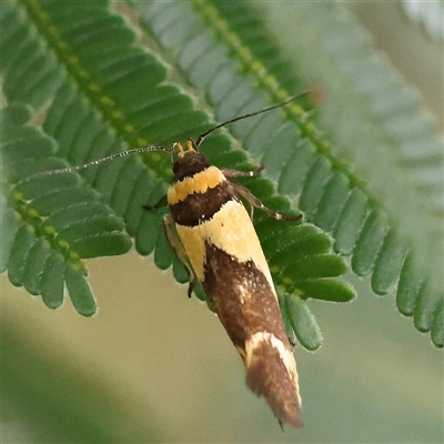 Macrobathra chrysotoxa (A cosmet moth) at Gundaroo, NSW - 11 Nov 2024 by ConBoekel