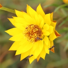 Xerochrysum viscosum (Sticky Everlasting) at Gundaroo, NSW - 10 Nov 2024 by ConBoekel