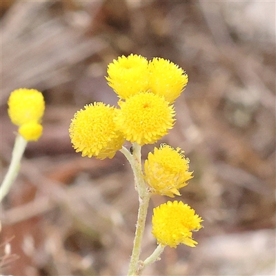 Chrysocephalum apiculatum (Common Everlasting) at Gundaroo, NSW - 11 Nov 2024 by ConBoekel