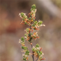 Brachyloma daphnoides (Daphne Heath) at Gundaroo, NSW - 11 Nov 2024 by ConBoekel