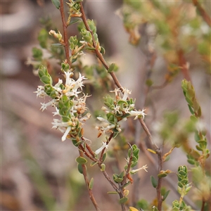 Brachyloma daphnoides at Gundaroo, NSW - 11 Nov 2024 08:53 AM