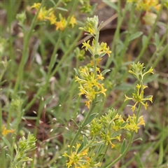 Pimelea curviflora var. sericea (Curved Riceflower) at Gundaroo, NSW - 10 Nov 2024 by ConBoekel