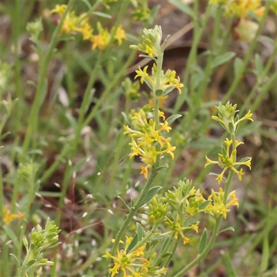 Pimelea curviflora var. sericea (Curved Riceflower) at Gundaroo, NSW - 11 Nov 2024 by ConBoekel