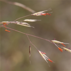 Rytidosperma pallidum (Red-anther Wallaby Grass) at Gundaroo, NSW - 10 Nov 2024 by ConBoekel