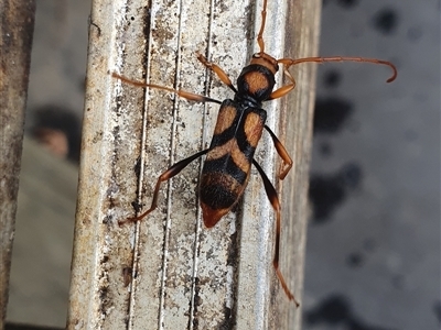 Aridaeus thoracicus (Tiger Longicorn Beetle) at Shark Creek, NSW - 13 Nov 2024 by Topwood