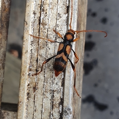 Aridaeus thoracicus (Tiger Longicorn Beetle) at Shark Creek, NSW - 13 Nov 2024 by Topwood