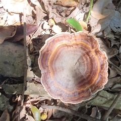 Microporus xanthopus at Iluka, NSW - 5 Nov 2024 by Topwood