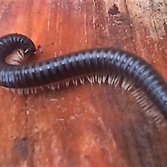 Ommatoiulus moreleti (Portuguese Millipede) at Cooma, NSW - 13 Nov 2024 by mahargiani