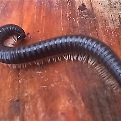 Ommatoiulus moreleti (Portuguese Millipede) at Cooma, NSW - 14 Nov 2024 by mahargiani