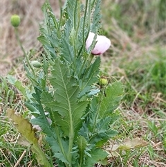 Papaver somniferum (Opium Poppy) at Cooma, NSW - 14 Nov 2024 by mahargiani