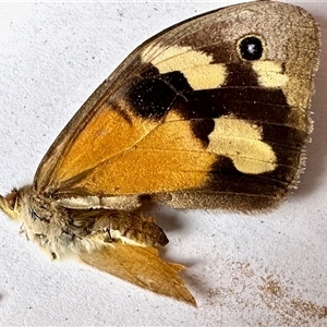 Heteronympha merope at Aranda, ACT - 14 Nov 2024 05:12 PM