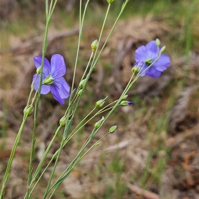 Linum marginale (Native Flax) at Uriarra Village, ACT - 13 Nov 2024 by BethanyDunne