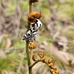 Ardices glatignyi at Uriarra Village, ACT - 14 Nov 2024 09:18 AM