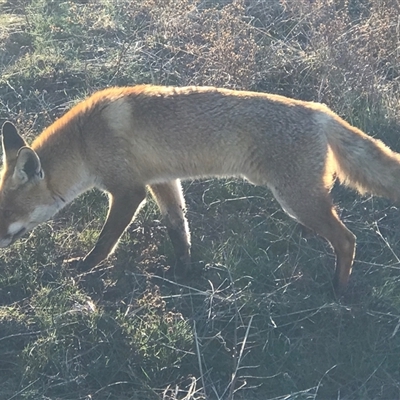 Vulpes vulpes (Red Fox) at Crace, ACT - 27 Jul 2024 by Woozlecat