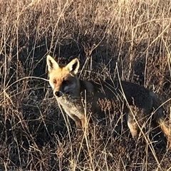 Vulpes vulpes at Crace, ACT - 27 Jul 2024