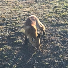 Vulpes vulpes at Crace, ACT - 27 Jul 2024