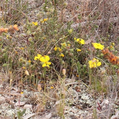 Hibbertia calycina (Lesser Guinea-flower) at Gundaroo, NSW - 10 Nov 2024 by ConBoekel