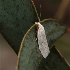 Prepocosma (genus) at Gundaroo, NSW - 11 Nov 2024 by ConBoekel